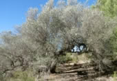 Terreny no urbanitzable en venda a la España, la Vall d'Alba, ref.: TR121905 foto
