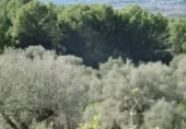 Terreny no urbanitzable en venda a la España, la Vall d'Alba, ref.: TR121905 foto