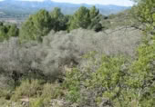 Terreny no urbanitzable en venda a la España, la Vall d'Alba, ref.: TR121905 foto