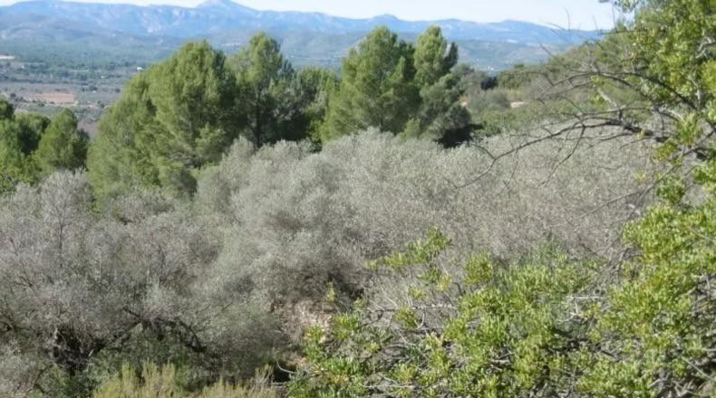 Castellón - Vall d'Alba - 12117m2