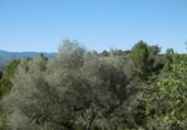 Terreny no urbanitzable en venda a la España, la Vall d'Alba, ref.: TR121905 foto