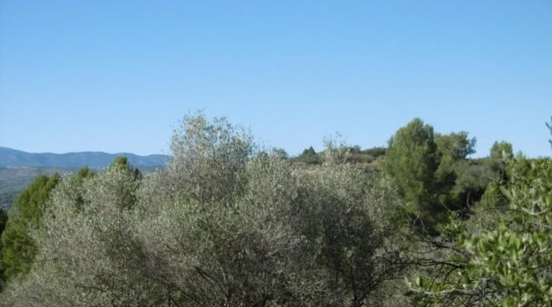 Castellón - Vall d'Alba - 12117m2