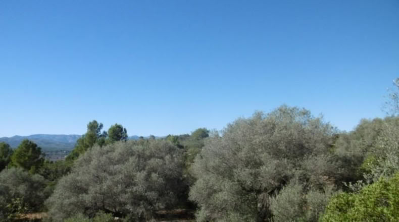Castellón - Vall d'Alba - 12117m2