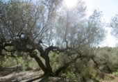 Terreny no urbanitzable en venda a la España, la Vall d'Alba, ref.: TR121905 foto