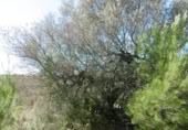 Terreny no urbanitzable en venda a la España, la Vall d'Alba, ref.: TR121905 foto