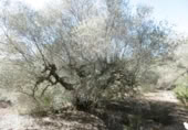 Terreny no urbanitzable en venda a la España, la Vall d'Alba, ref.: TR121905 foto