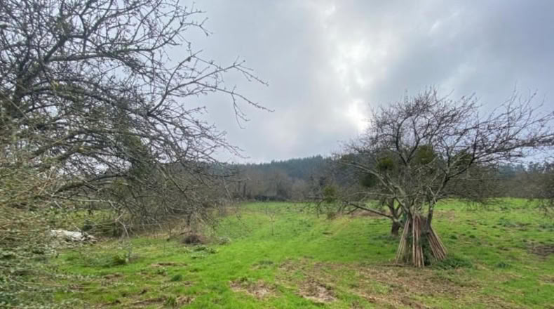 Asturias - Villaviciosa - 3960m2
