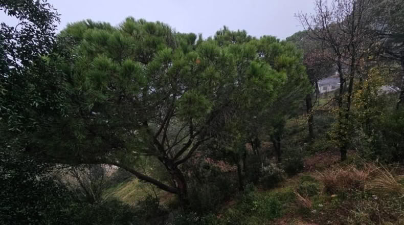 Gerona - Riudarenes - 808m2