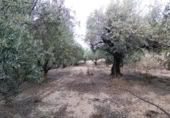 Terreny no urbanitzable en venda a la España, Calasparra, ref.: TR282661 foto