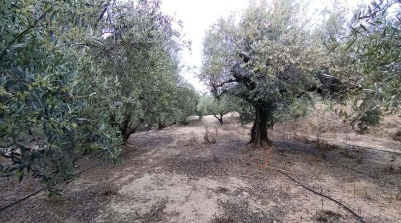 Murcia - Calasparra - 1500m2