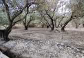 Terreny no urbanitzable en venda a la España, Calasparra, ref.: TR282661 foto