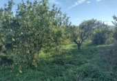 Terreny no urbanitzable en venda a la España, Múrcia, ref.: TR179601 foto