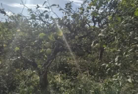 Foto 9