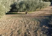 Terreny no urbanitzable en venda a la España, Bullas, ref.: TR374254 foto