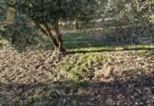 Terreny no urbanitzable en venda a la España, Bullas, ref.: TR374254 foto