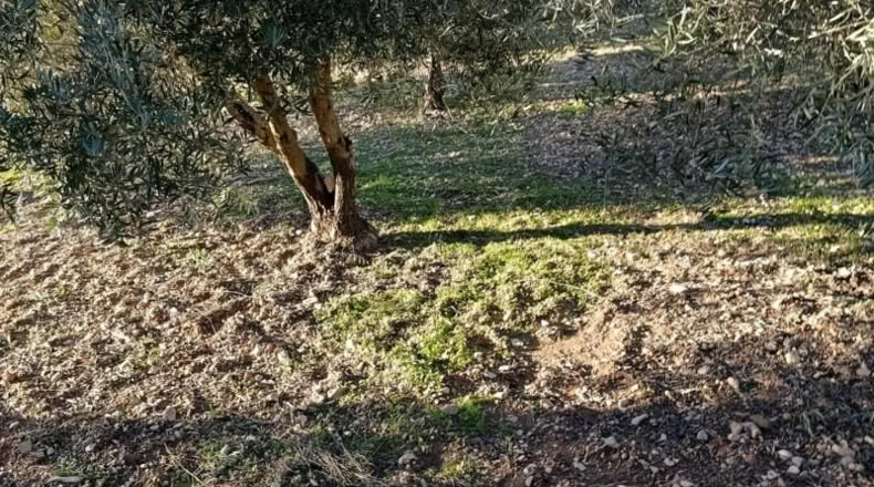 Múrcia - Bullas - 3260m2