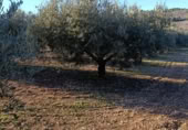Terreny no urbanitzable en venda a la España, Bullas, ref.: TR374254 foto