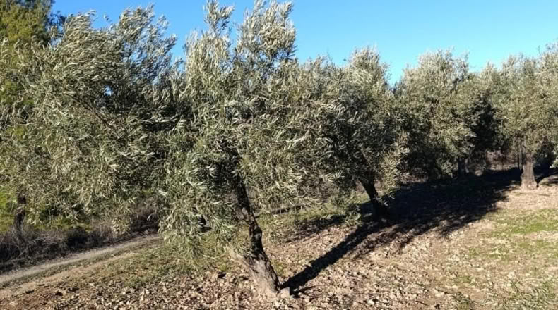Múrcia - Bullas - 3260m2