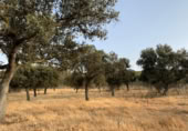Terreny no urbanitzable en venda a la España, Calamonte, ref.: TR306658 foto