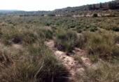 Non-developable land for sale on España, Almansa, ref: TR134426 photo