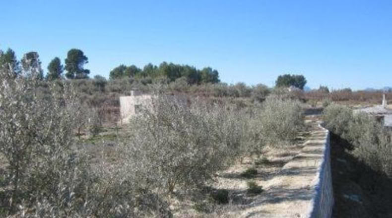 Murcia - Calasparra - 1608m2