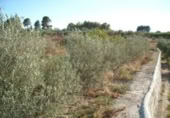 Casa de camp amb terreny en venda a la España, Calasparra, ref.: TR298487 foto
