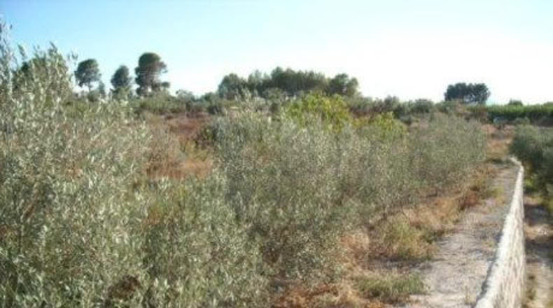 Murcia - Calasparra - 1608m2