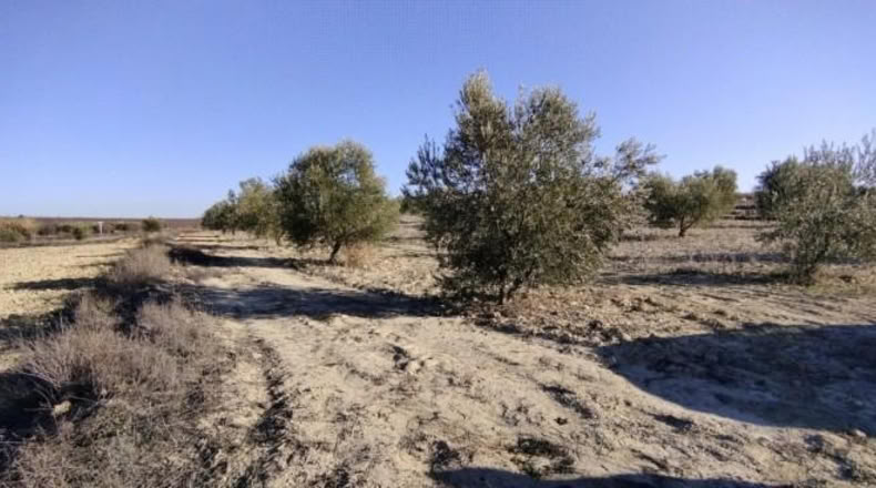Múrcia - Calasparra - 7990m2