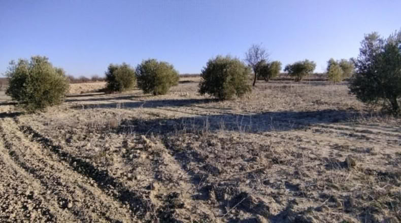Múrcia - Calasparra - 7990m2