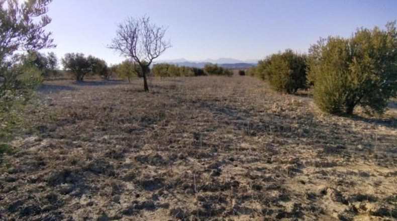 Múrcia - Calasparra - 7990m2