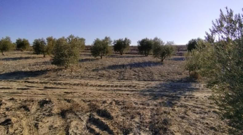 Múrcia - Calasparra - 7990m2