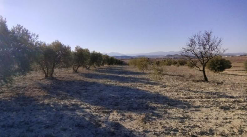 Múrcia - Calasparra - 7990m2