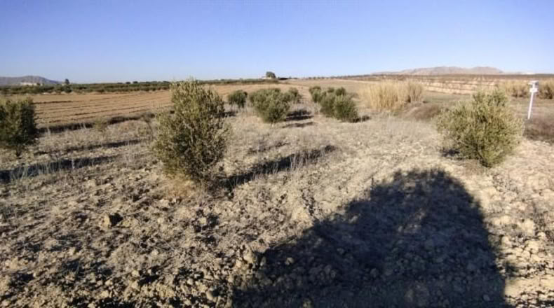 Múrcia - Calasparra - 7990m2