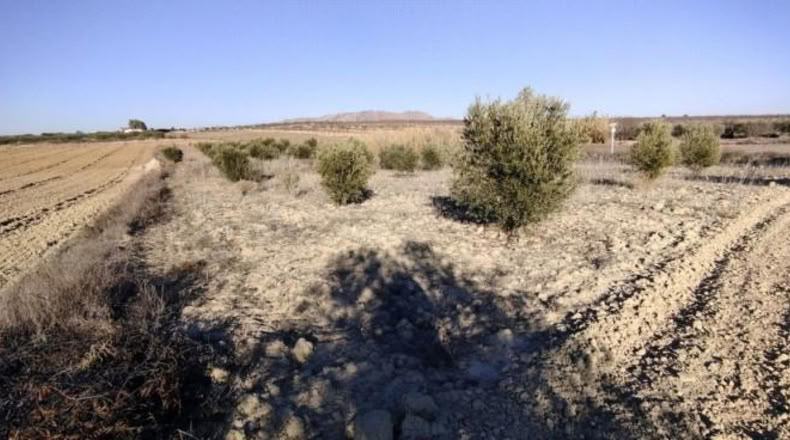 Múrcia - Calasparra - 7990m2