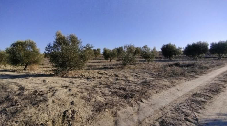 Múrcia - Calasparra - 7990m2