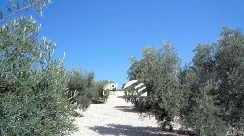 Córdoba - Lucena - 6440m2