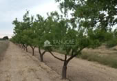 Terreno no urbanizable en venta en la España, Monóvar, ref: TR113592 foto