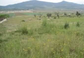 Terreny no urbanitzable en venda a la España, el Fondó de les Neus, ref.: TR158952 foto