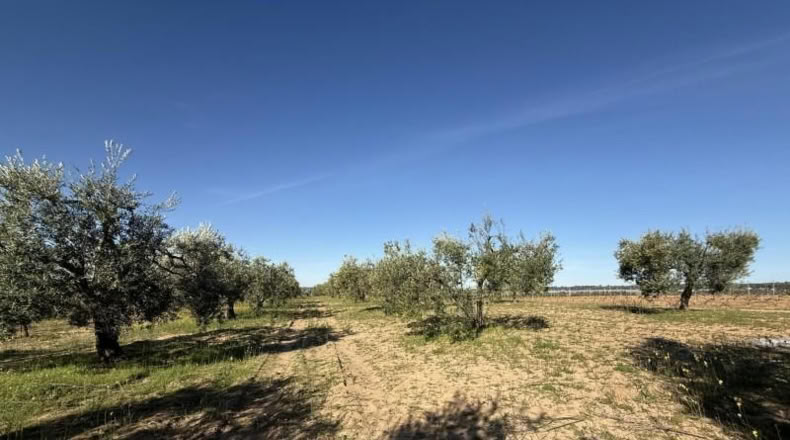 Huelva - Bollullos Par del Condado - 4136m2