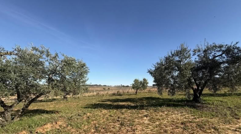Huelva - Bollullos Par del Condado - 4136m2