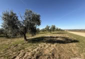 Terreny no urbanitzable en venda a la España, Bollullos Par del Condado, ref.: TR380787 foto