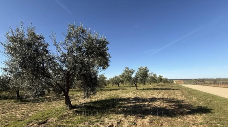 Huelva - Bollullos Par del Condado - 4136m2