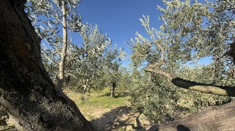 Huelva - Bollullos Par del Condado - 4136m2