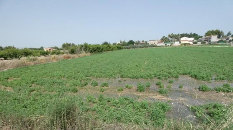 Múrcia - Alguazas - 1515m2