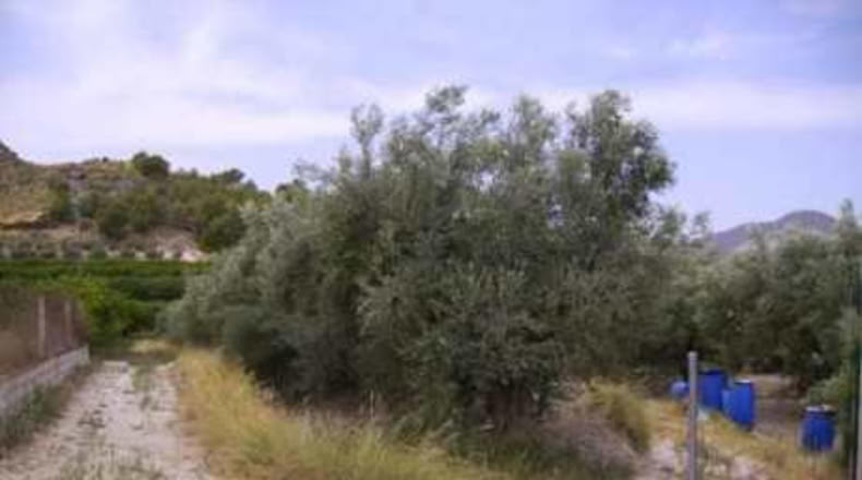 Múrcia - Calasparra - 1680m2