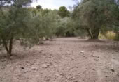 Terreny no urbanitzable en venda a la España, Calasparra, ref.: TR119426 foto