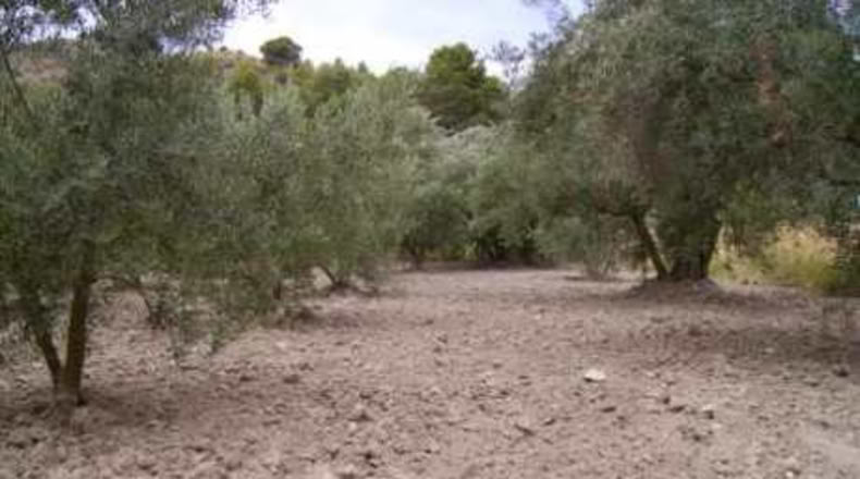 Múrcia - Calasparra - 1680m2