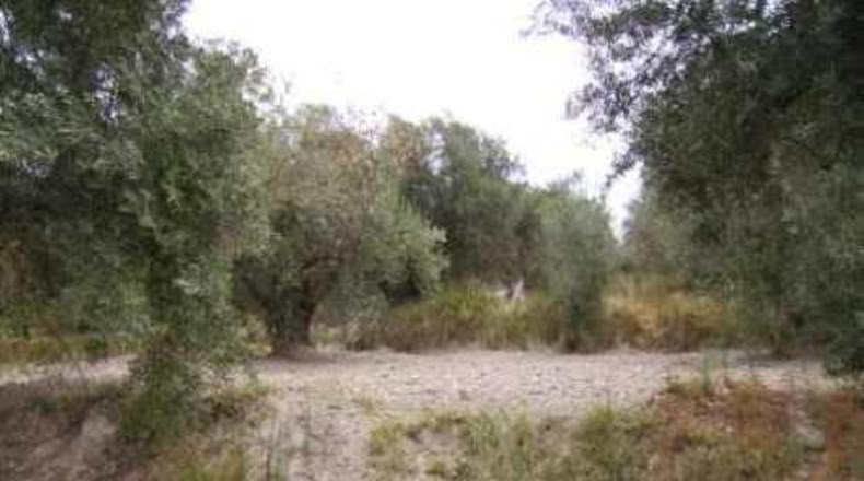 Múrcia - Calasparra - 1680m2