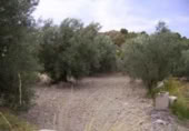 Terreny no urbanitzable en venda a la España, Calasparra, ref.: TR119426 foto