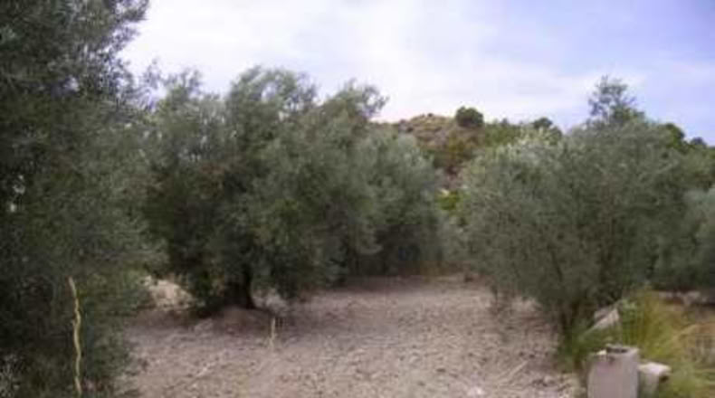 Múrcia - Calasparra - 1680m2